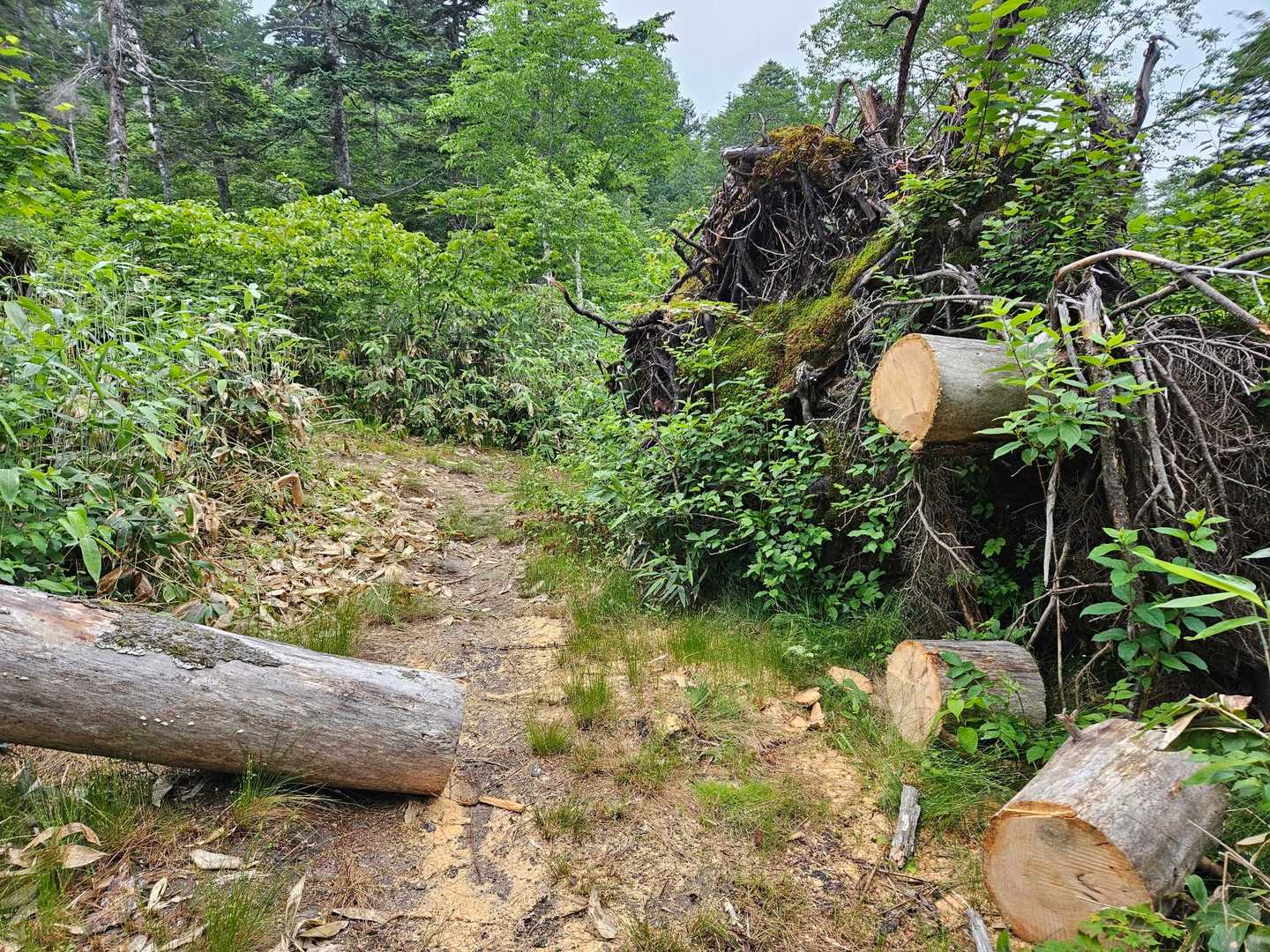 マイナールートですが登山道は整備されていました

このルート、ぬかるみが多くありますが、明るい時間帯に歩けば、足の踏み場を確認出来るので、そんなに汚れませんでした⤴️

個人的には、剱岳⛰️早月尾根の序盤戦のぬかるみの方が苦戦すると思います
→早月は暗い時間帯でぬかるみを通るので、自分は毎回苦戦しています🤣