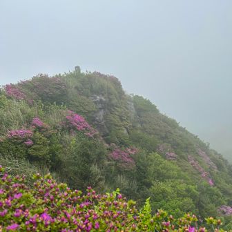 蕾もたくさん