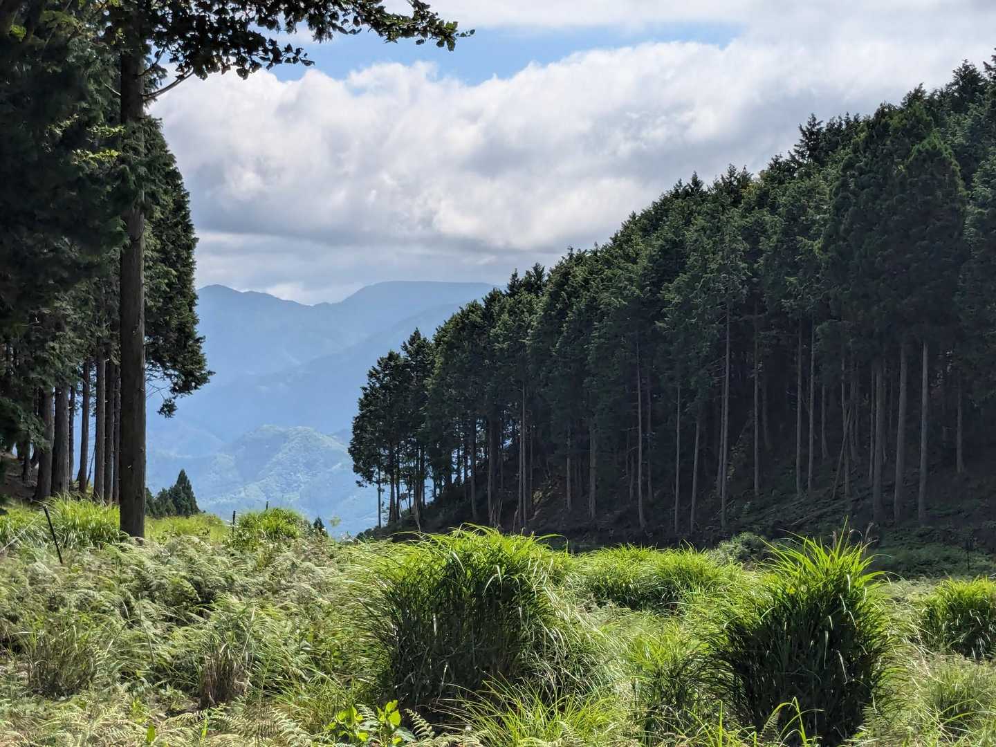 開けた湿地帯に出ました
あの👆️辺りの山は
段ヶ峰からフトウガ峰辺り