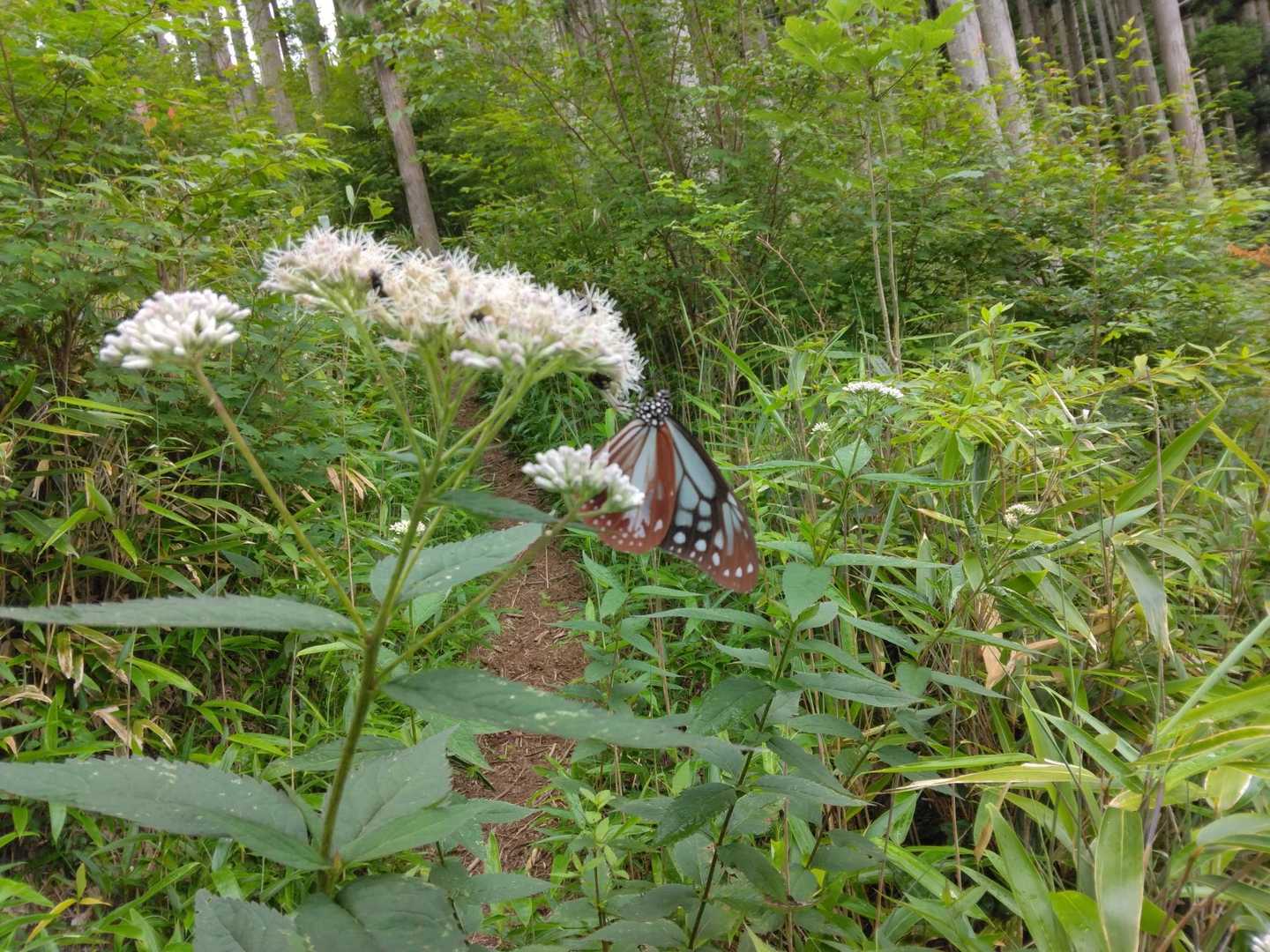 梅ヶ市登山口-堂ヶ森 往復コースの写真