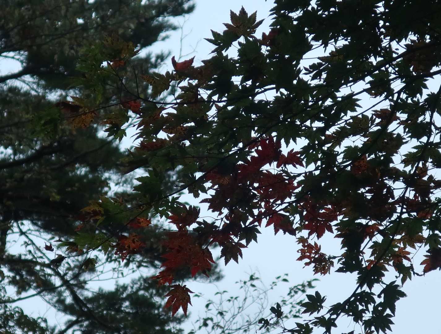 たまに紅葉もあるけれど、雨も降ってるし、撮影するとこんな感じになります