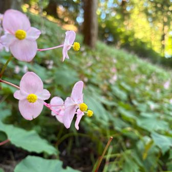 茎がピンクで不思議なお花🩷