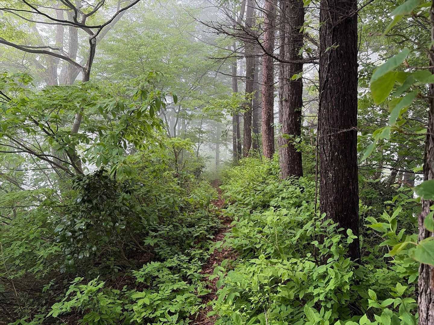 胎蔵-前医王山-三千坊 周回コースの写真