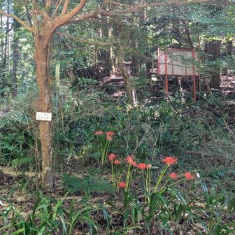 彼岸花と登山道