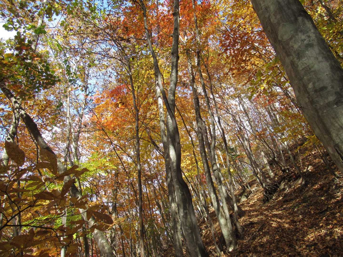 なかなかいい感じて紅葉してました😊