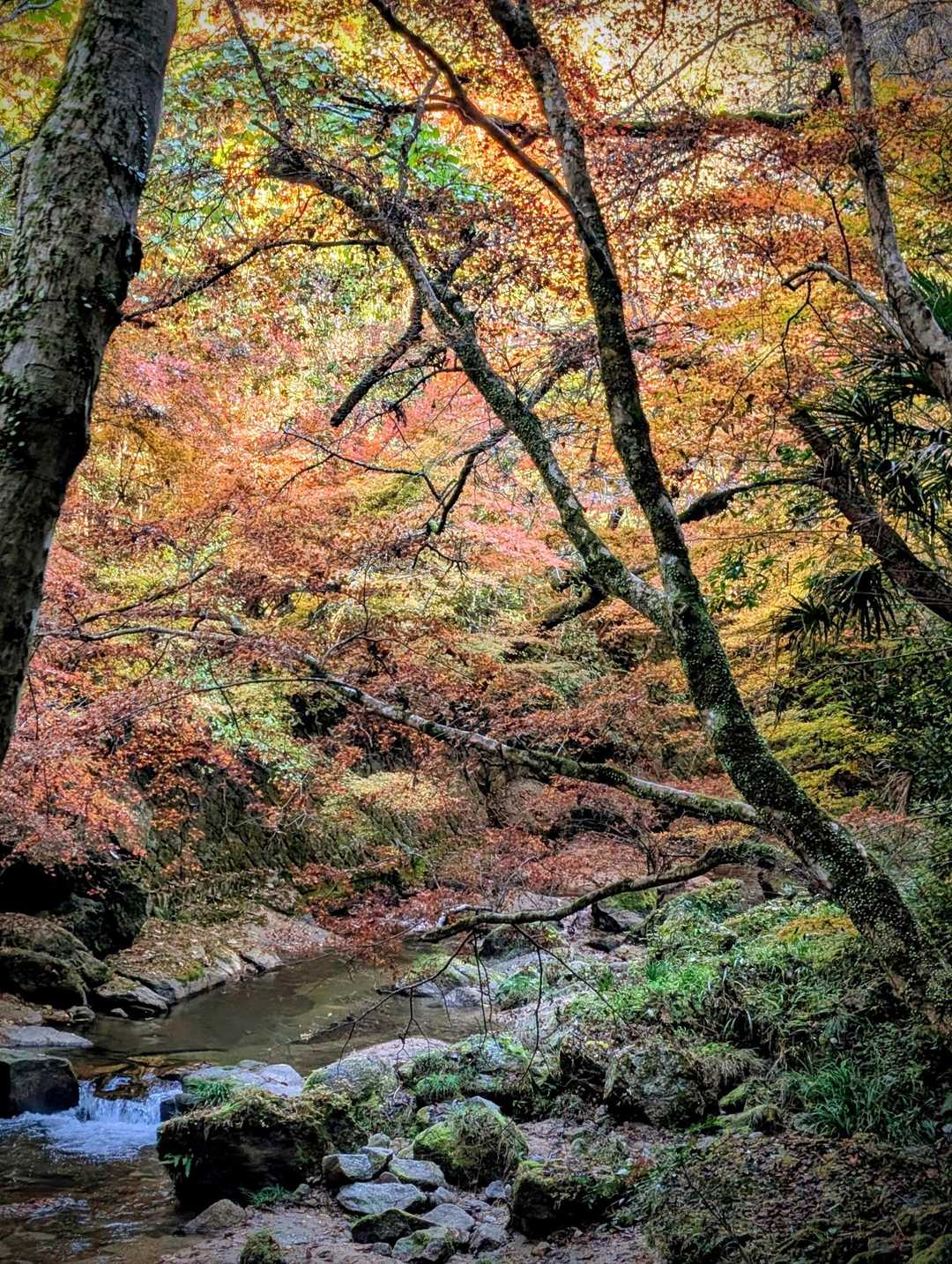 王滝渓谷入口-梟ヶ城址展望台 周回コースの写真