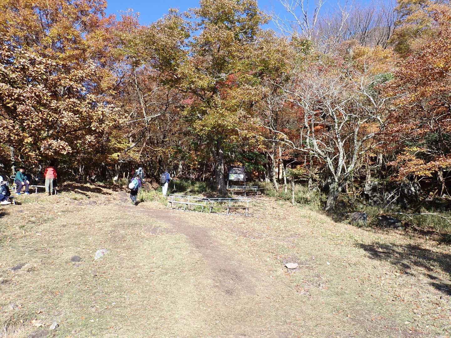 100人中99人？が合野越～由布へ向かうが我らは「由布鶴見自然休養林」へ向かう。