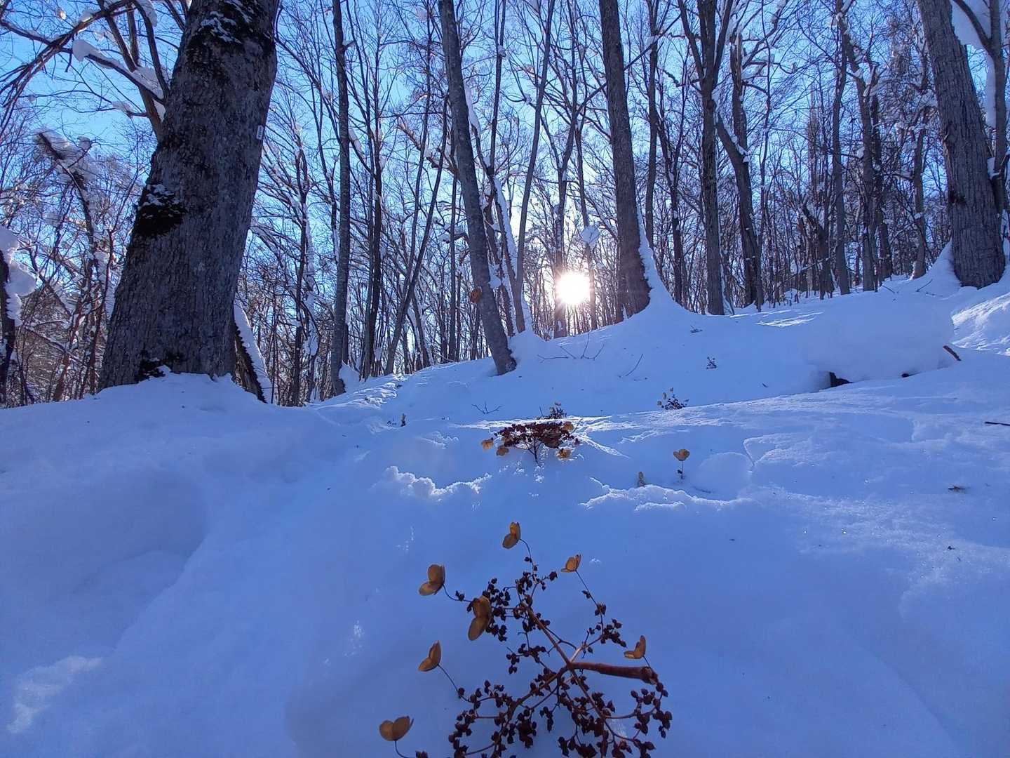 旭山 周回コースの写真