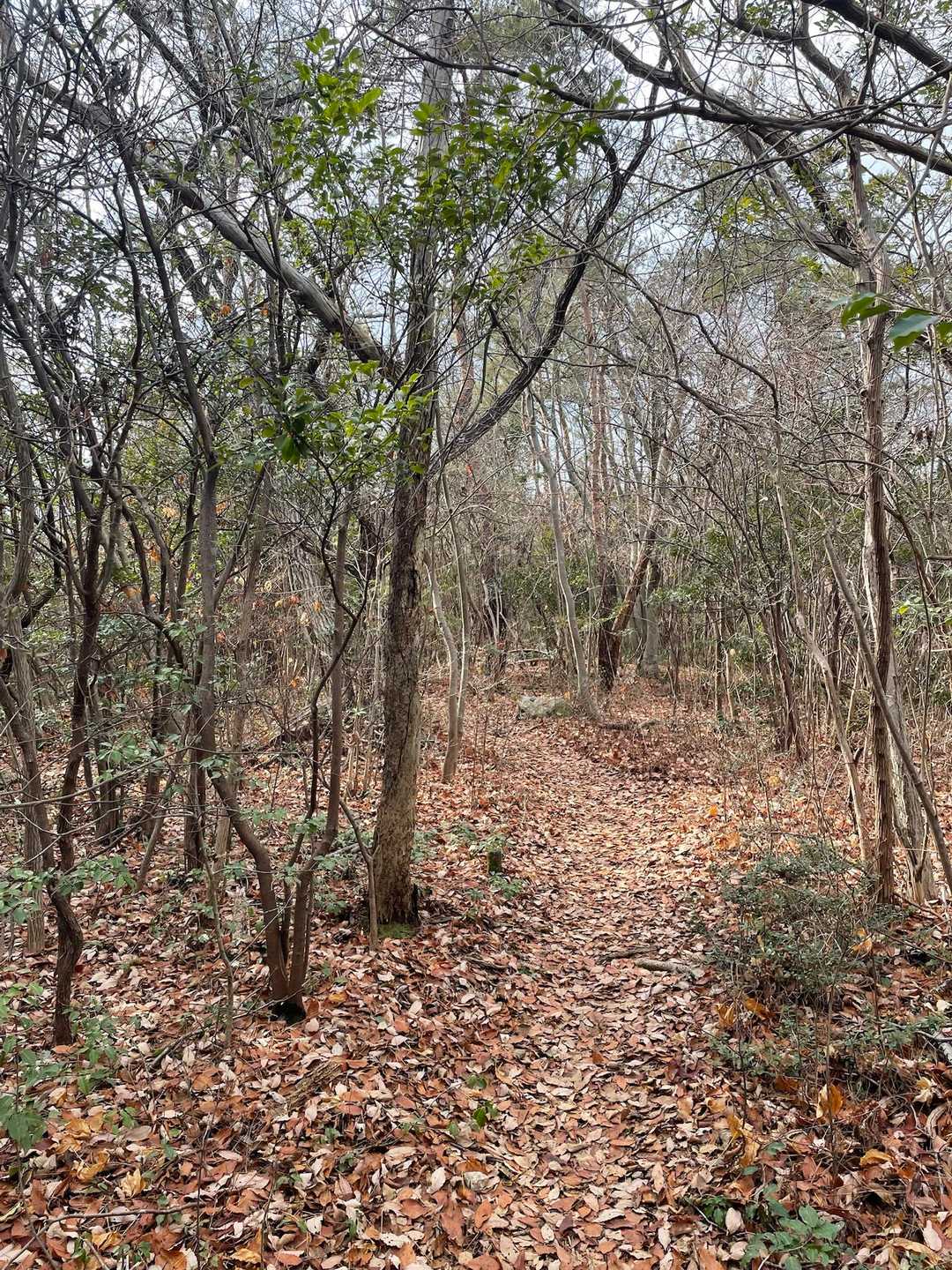 さぁ、そろそろ厳しい最後の登りが始まります♪