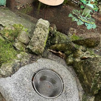 この辺から急に観光地感がすごい。