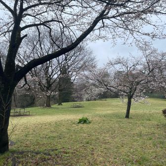 ぽっかりと桜を堪能できる広場ある郊外