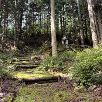 神秘的苔がいっぱい