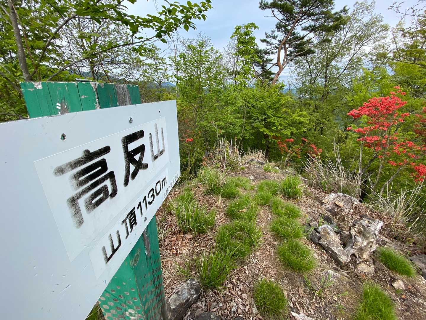 高反山／^p^＼
お疲れ様でしたぁ♪♪山頂のヤマツツジ癒される(◦ˉ ˘ ˉ◦)

しかしここからが核心の激下り💦😅
転げ落ちるかと思ったり落ち葉で滑るし…ピッケル欲しかった🥺