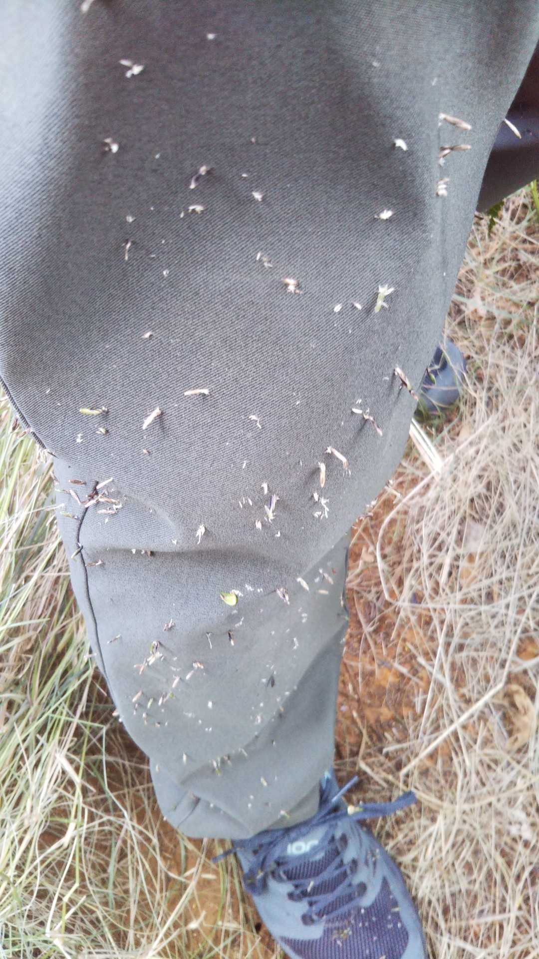 くっつき虫？　ではなさそう。
藪漕ぎ中にこんなにくっついてた😂
取るの、タイへ〜ん。