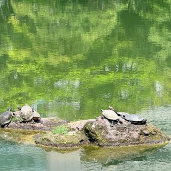 亀ちゃんたち。

海外の方に英語で

「あいつらは生きてるのか、死んでるのかどっちなんだい？」と聞かれたので

「生きてるよ、生きてる👍」
と、ここは日本なんだぜ、日本語しか話さないぜ
という強い意志のもと
体をくねくねさせて生きてるダンスを披露。

一緒にくねくねさせて「生きてる、生きてる」と踊りました。
