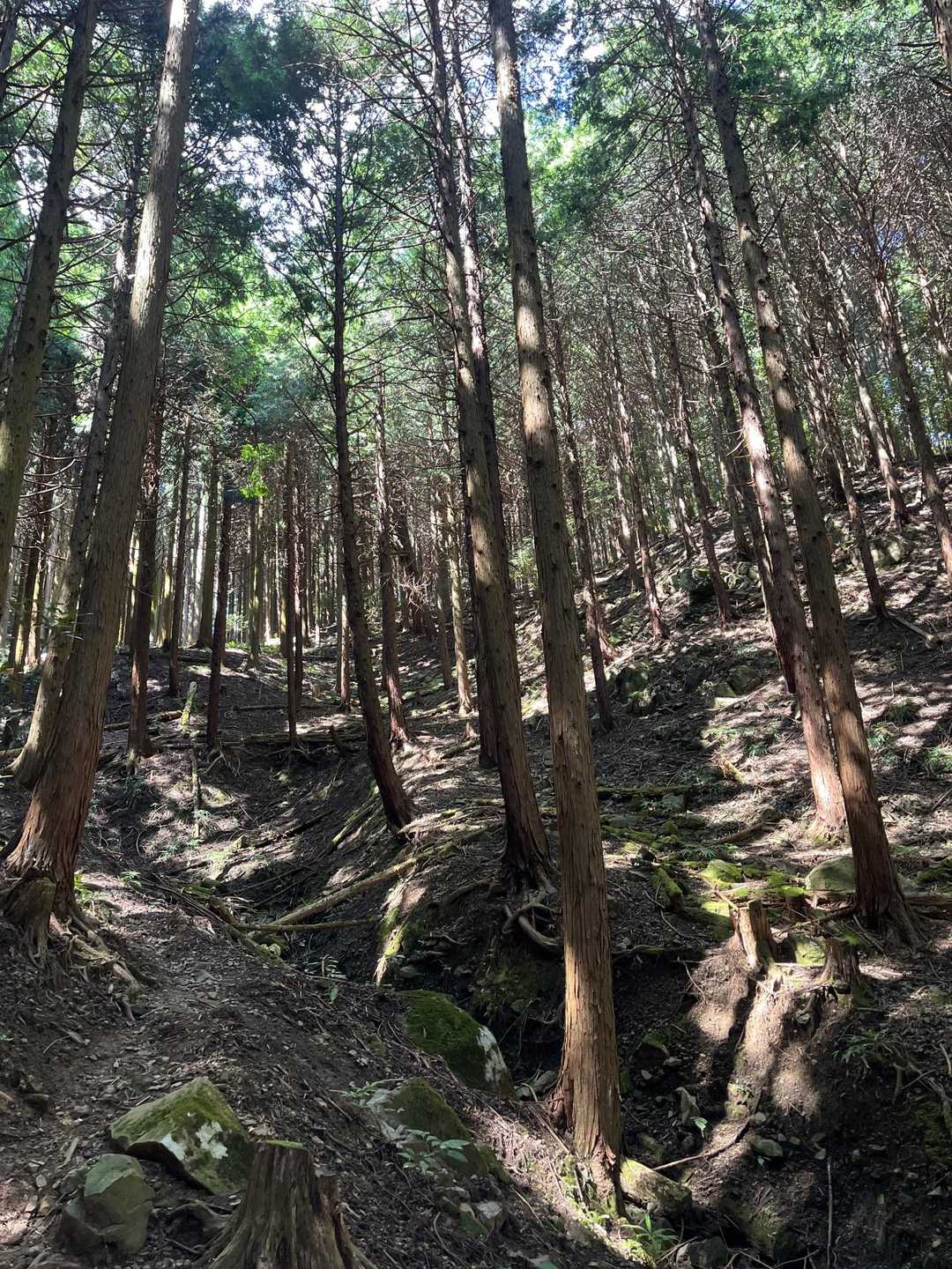 木陰の快適さ
しかも風があるから涼しい〜😌