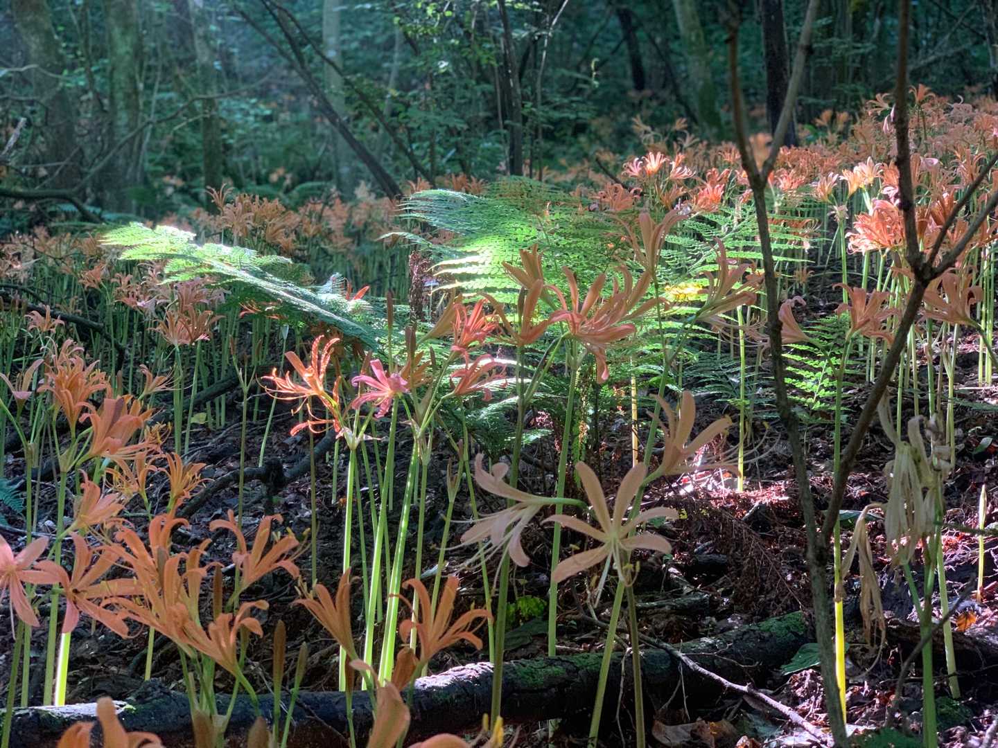水無登山口-井原山 往復コースの写真