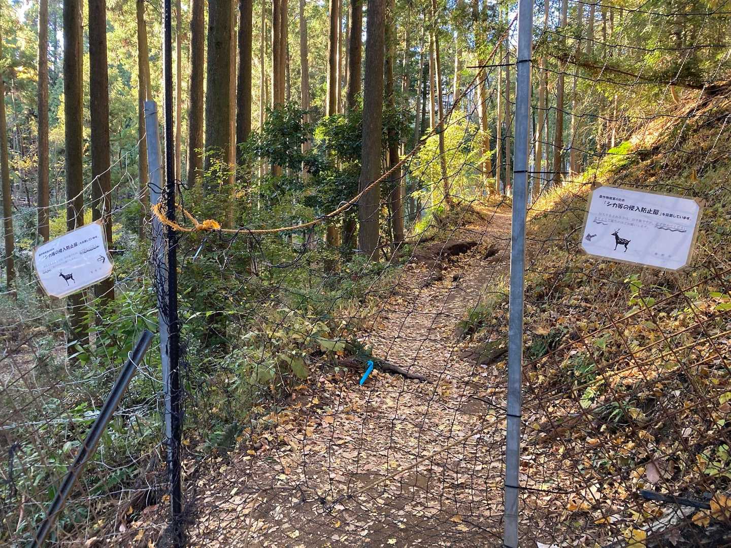 シカの侵入を防ぐ柵。
丹沢はシカが多いそうですが、私はまだ遭遇したことがありません。
人がいないところを通る時は熊鈴をやかましいくらい鳴らしてるからかな…😅