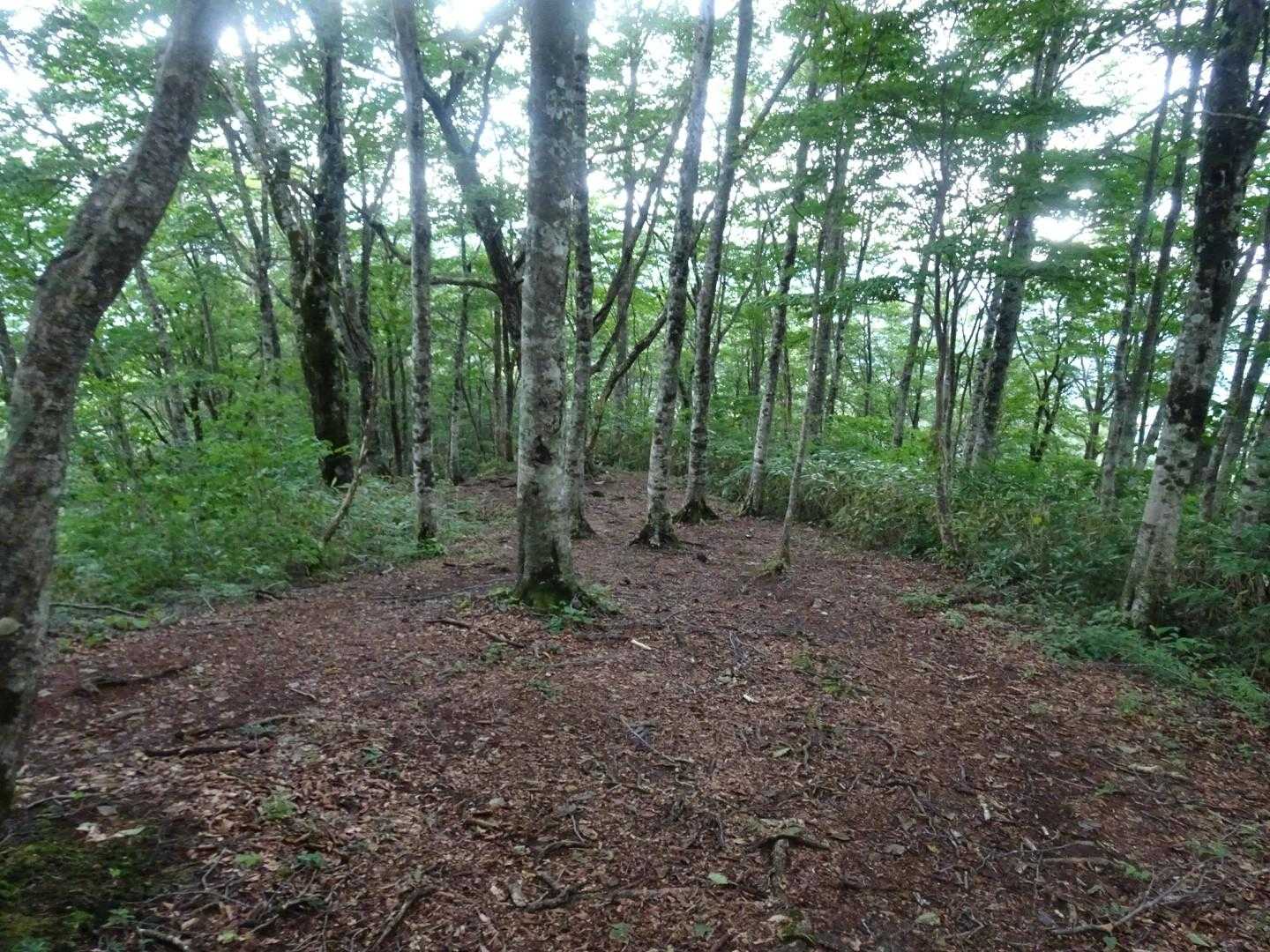大日ヶ岳 往復コースの写真