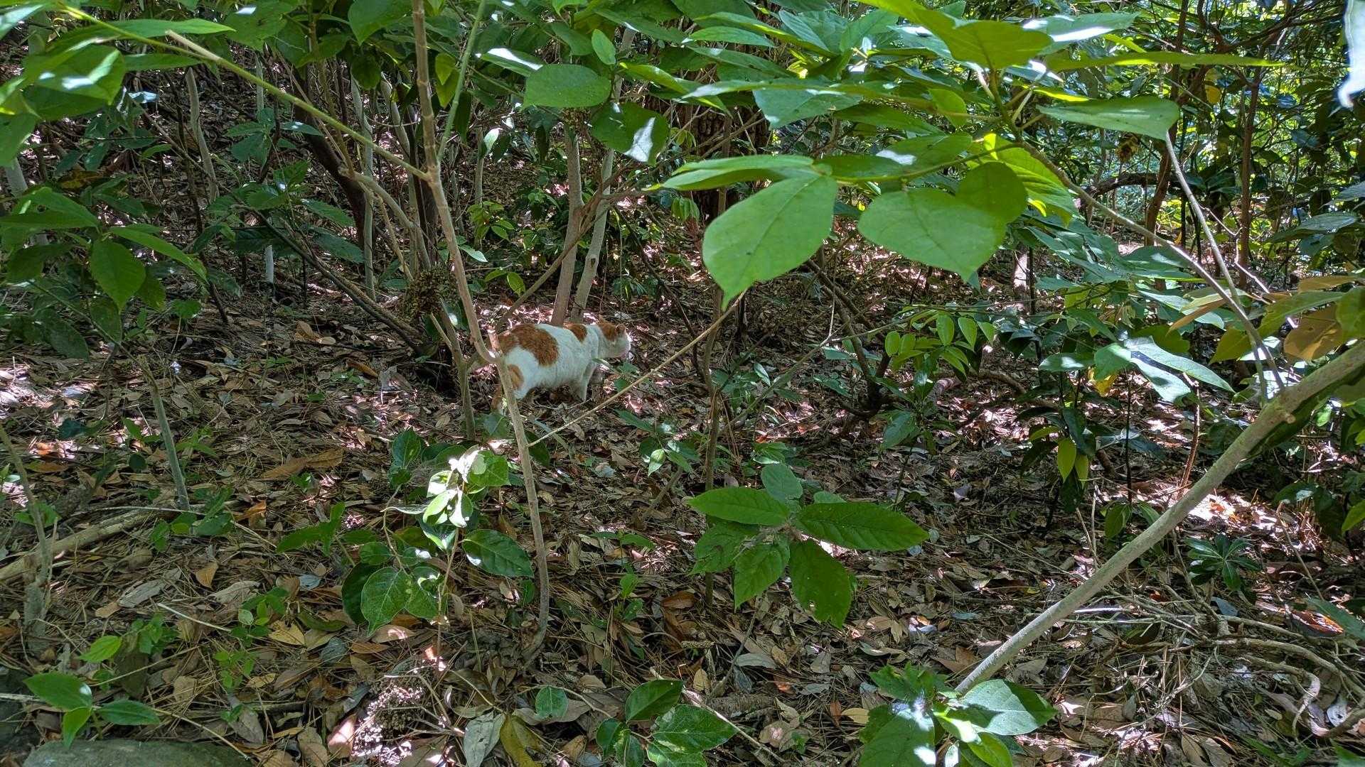 ねこ!