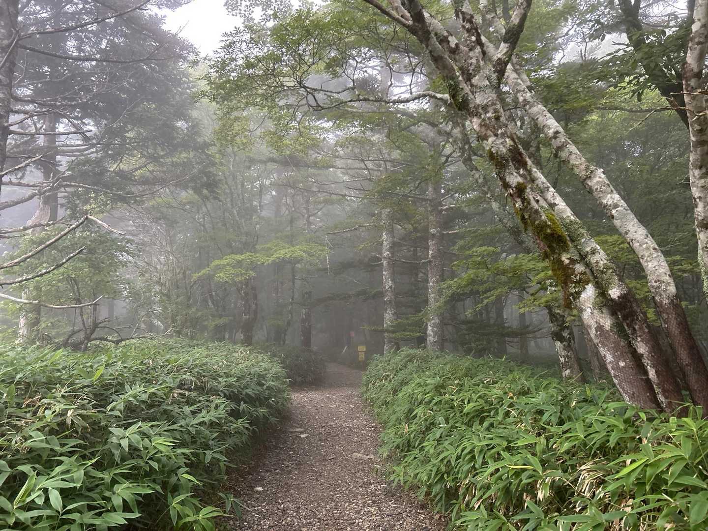早朝の登山道
