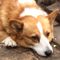 Yamappi-
