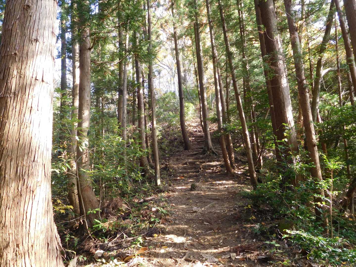 城ヶ平山大岩側登山口-城ヶ平山-峠山 往復コースの写真