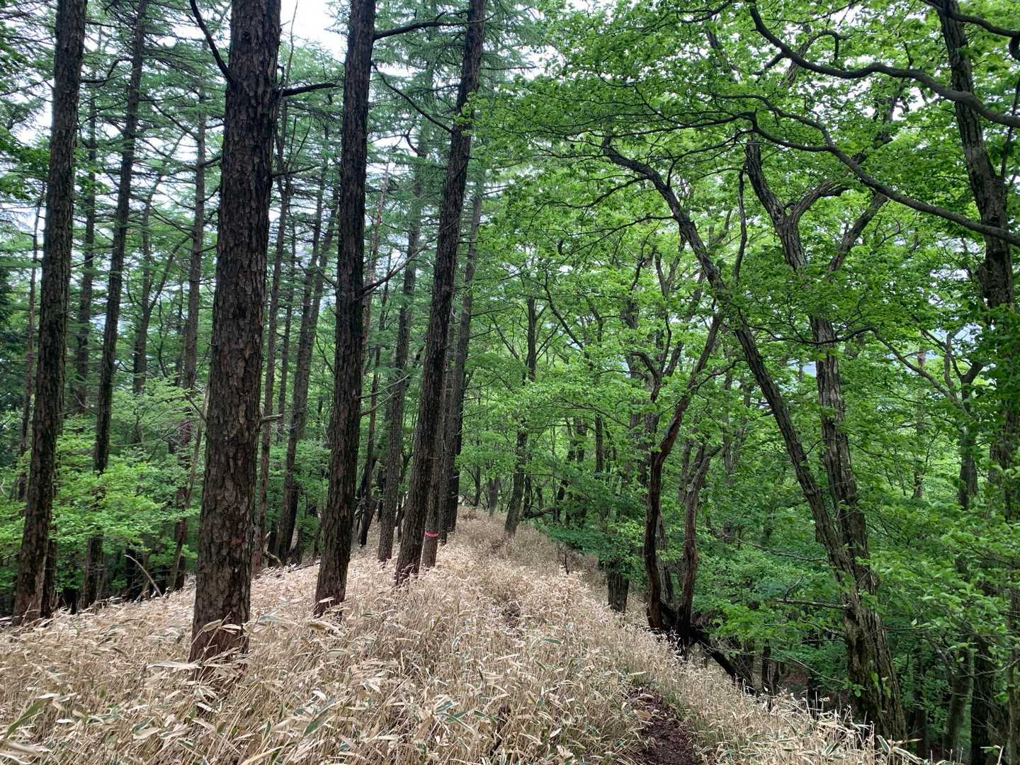 涌蓋山 往復コース（はげの湯）の写真