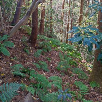 ただ、踏み跡も分からん様になって。