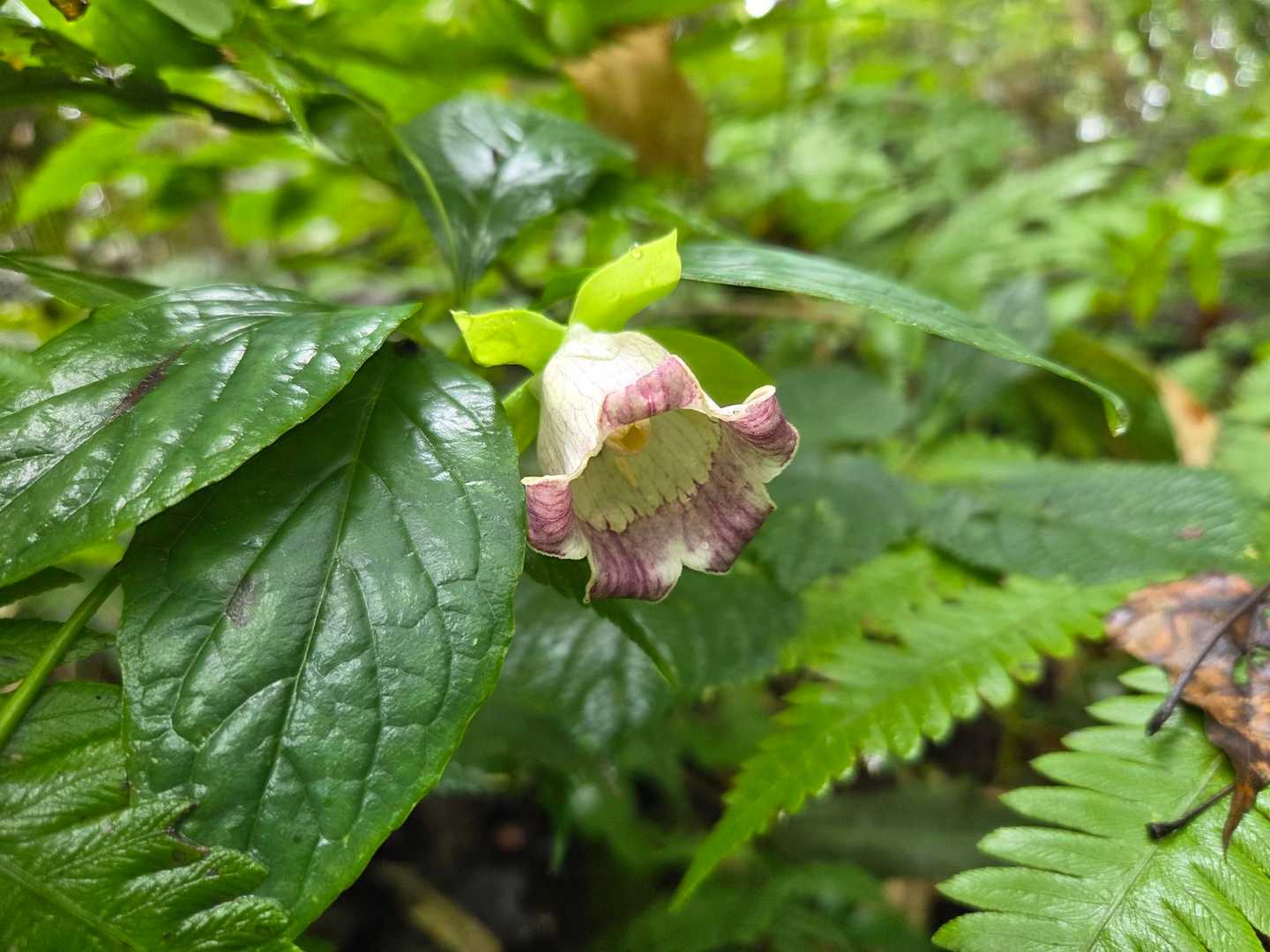 初めて見たツルニンジンの花。かわいい花ですね😊