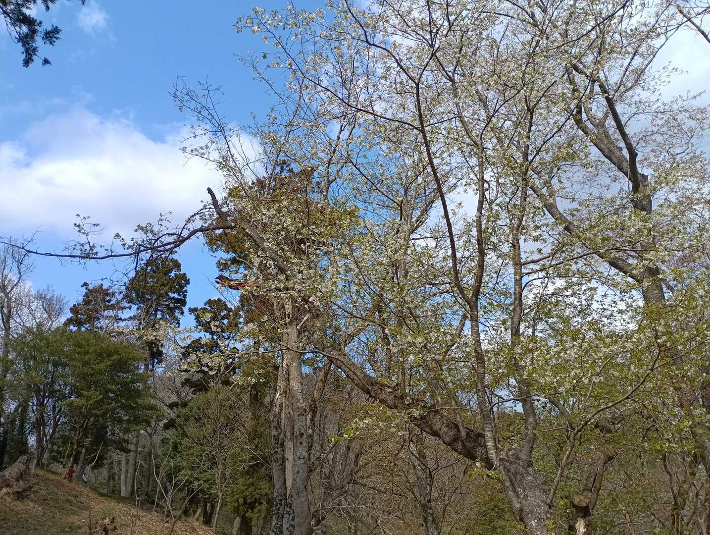 山のあちこちで桜が満開のところ、咲き始めの所、本当にいい日になりました。
