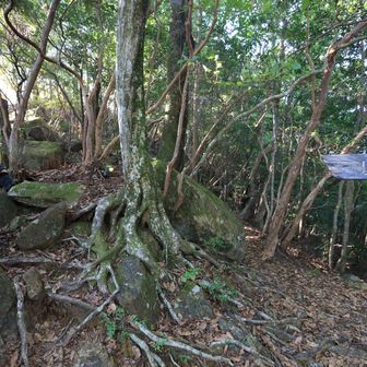 行縢山 明るいほうに登り進むと