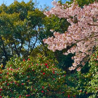 椿と桜