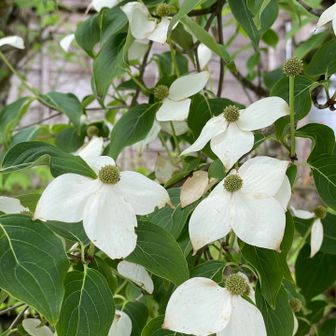 降りた道沿いの、垣根
