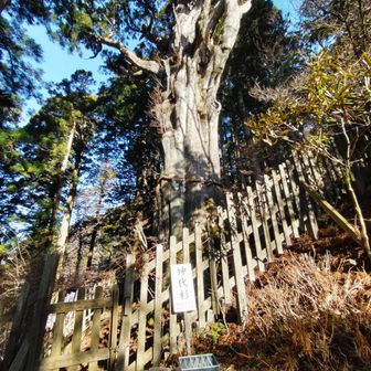 下山して、本宮裏手にある神代杉
空気の冷たさもあって、そこに神様がいると言われても信じられちゃうな