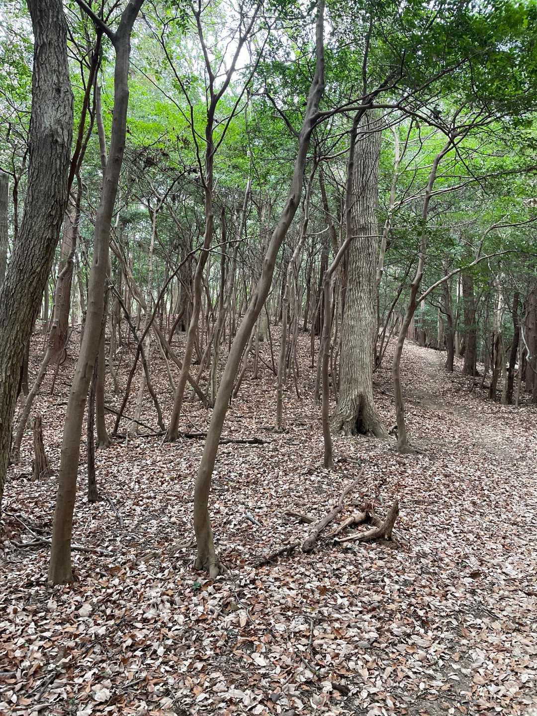 落ち葉がいっ葉い🍂