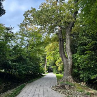 神社⛩️に続く道