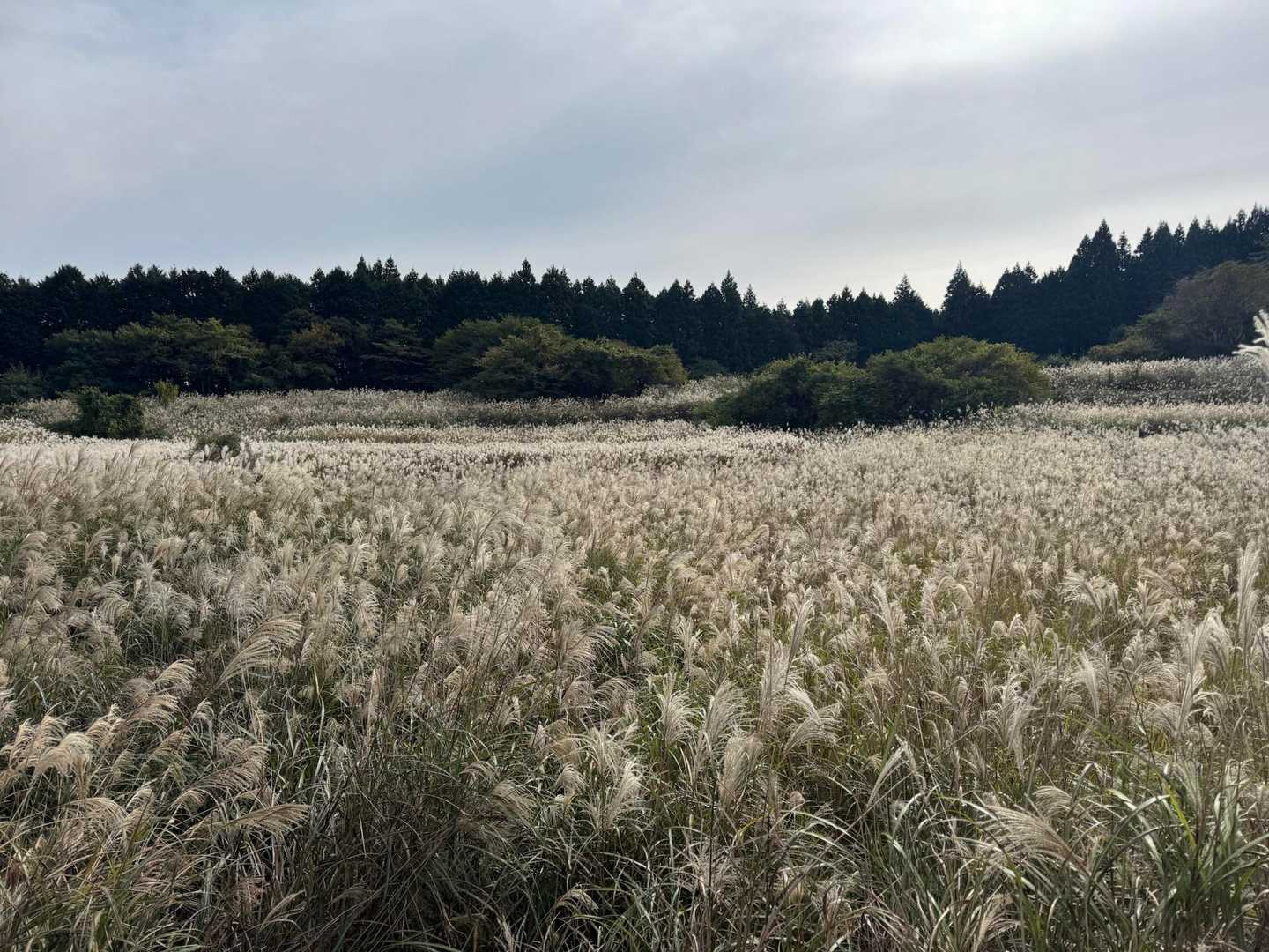 亀山峠-二本ボソ-倶留尊山-西浦峠-亀山 周回コースの写真