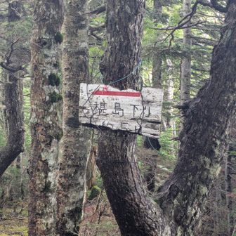 椹島下降点
稜線はここまでで樹林の中に下っていきます　景色は見れない