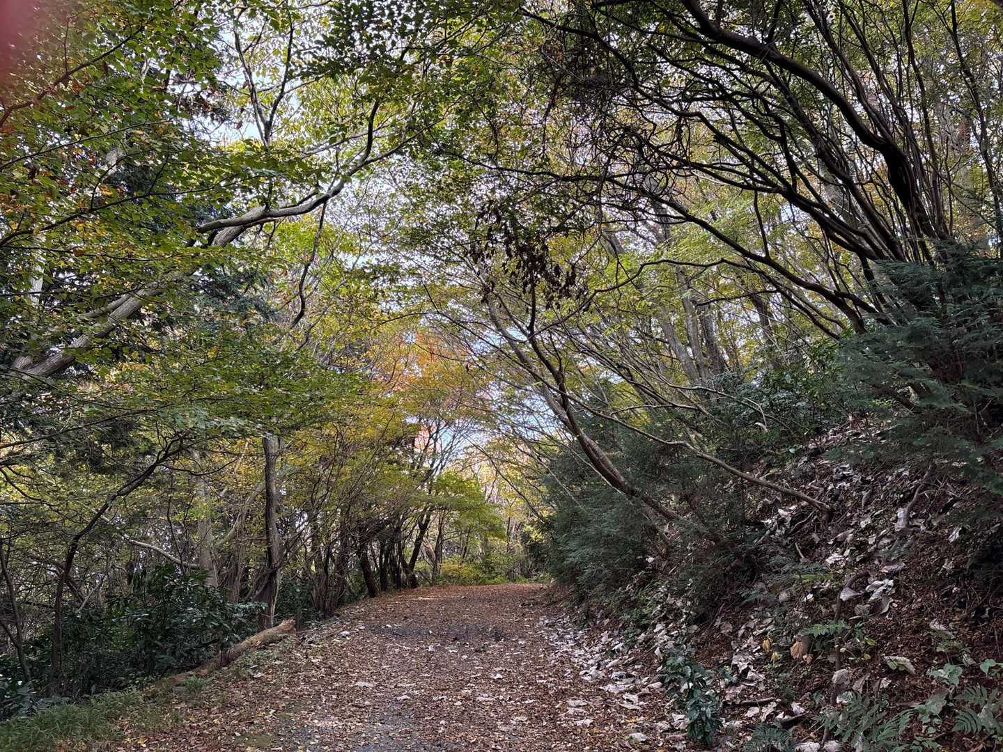林道を通って、東筑波ハイキングコースに向かいます　誰にも会わない道ですが、筑波山には熊がいないので安心です　