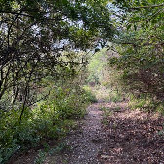 そのまま南へ。
佐敷岳、寺岳へ。