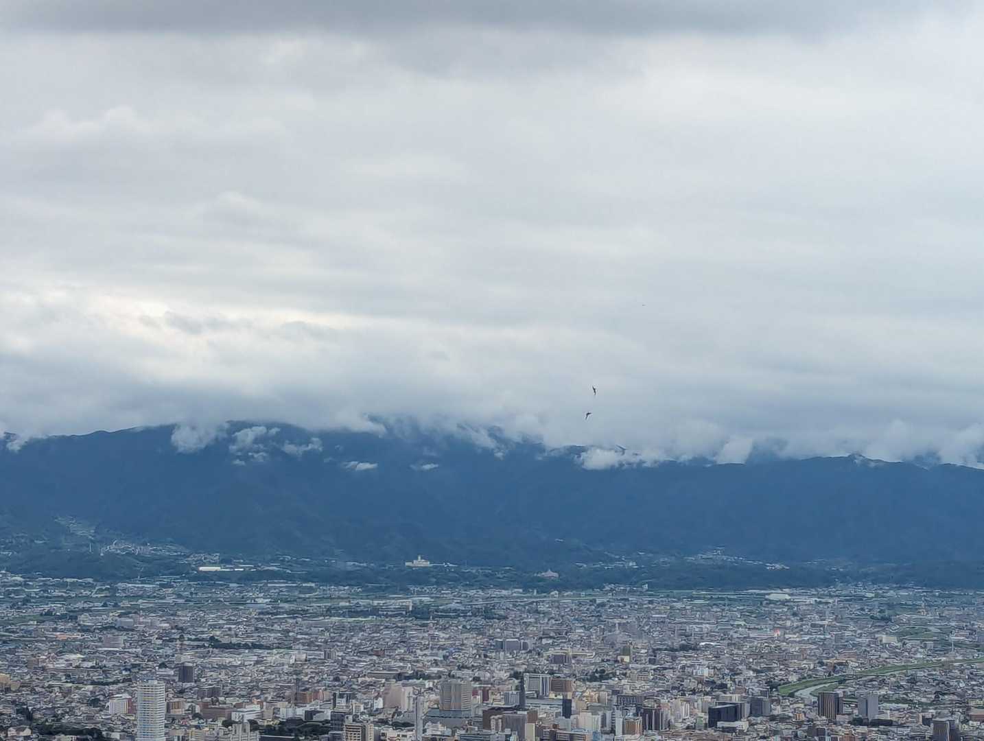 わかりますか？
オオタカかな〜？
