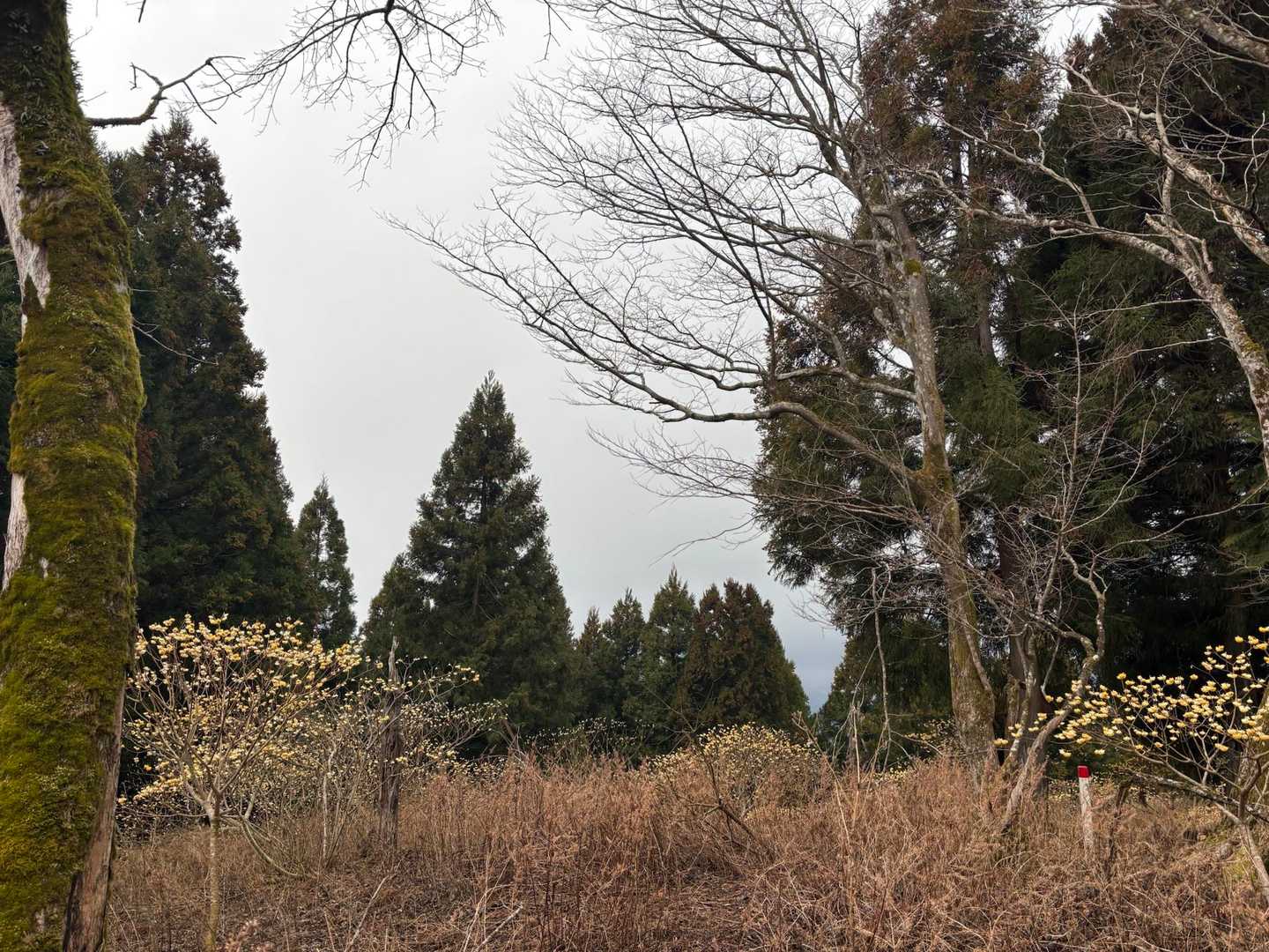 ミツバ岳山頂付近に到着〜
正面に富士山が現れるのは
2日後🤣