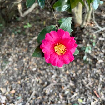 赤いサザンカ。