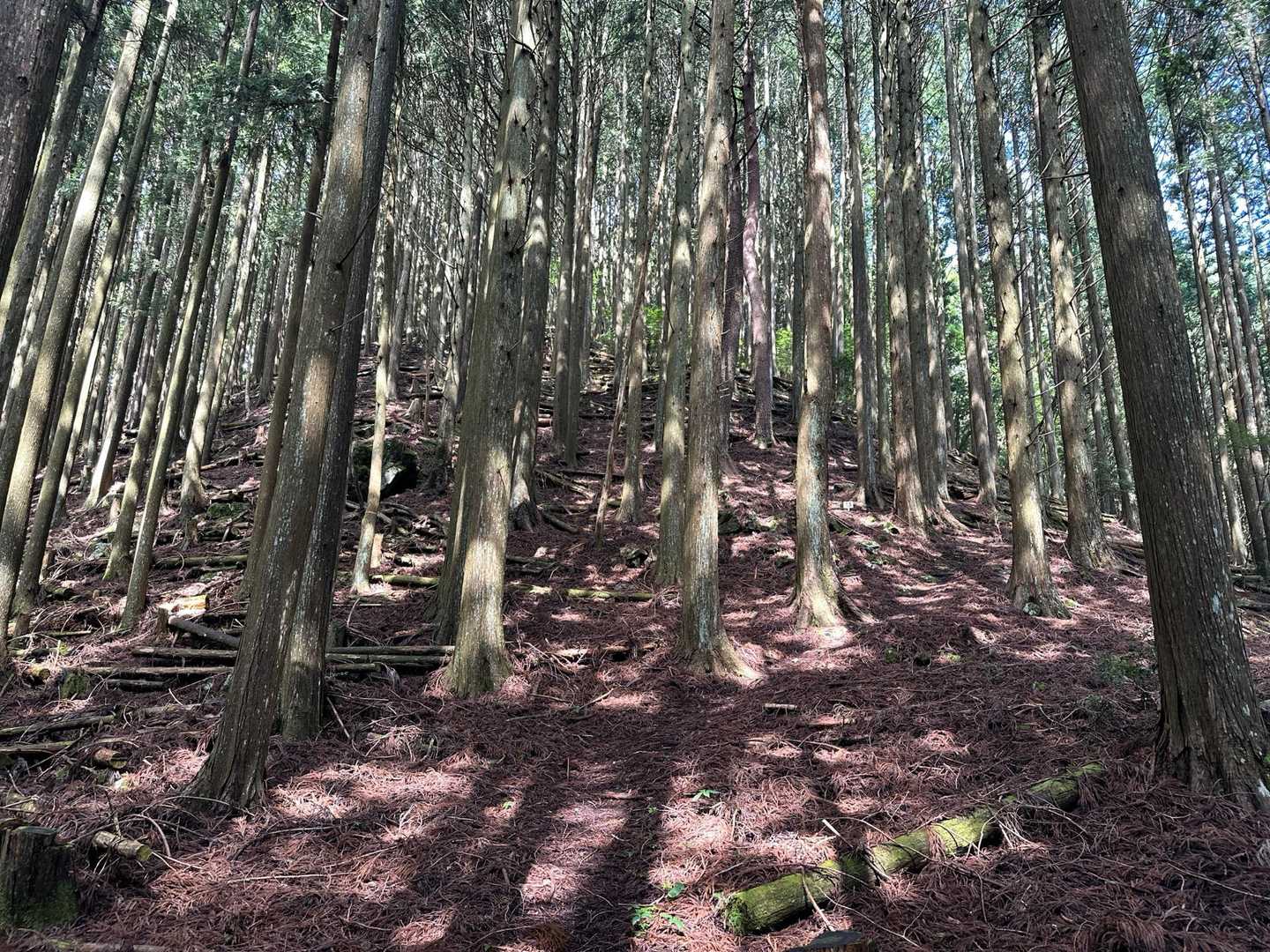 急登がズドンと続きます