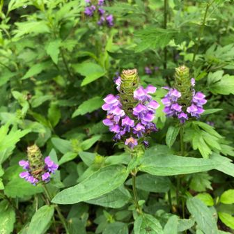 登山口のウツボグサは今が旬。登山道に沿ってあちこちに見られます。