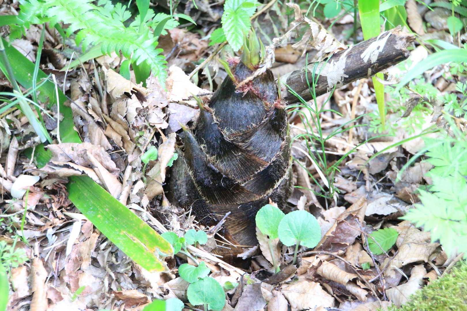 ウ◯コじゃないよ！タ◯ノコだよ！