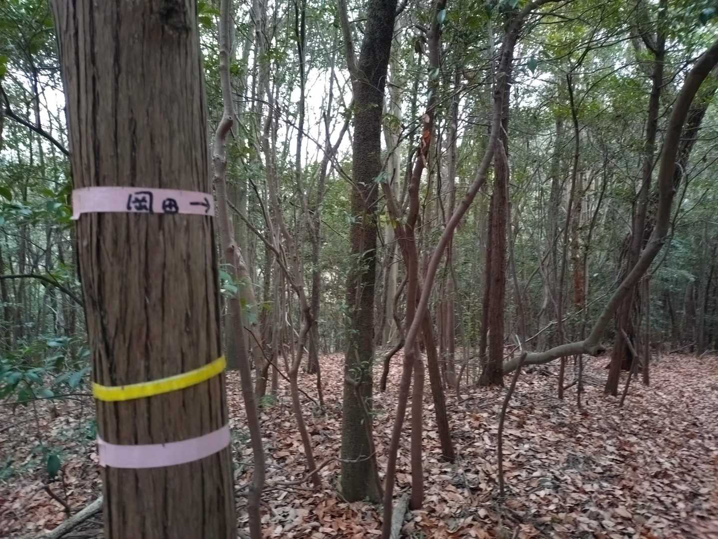 →岡田って集落かしらね。
地元に身近な山なのでしょう、ヤマップのルートや軌跡のない道がちょこちょこあって、あれどっち？が時々🚶‍♀️🚶‍♀️‍➡️
ん？方向音痴なだけか？