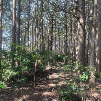 三角点から先も尾根沿いにこんな道が先まで続いてます😆