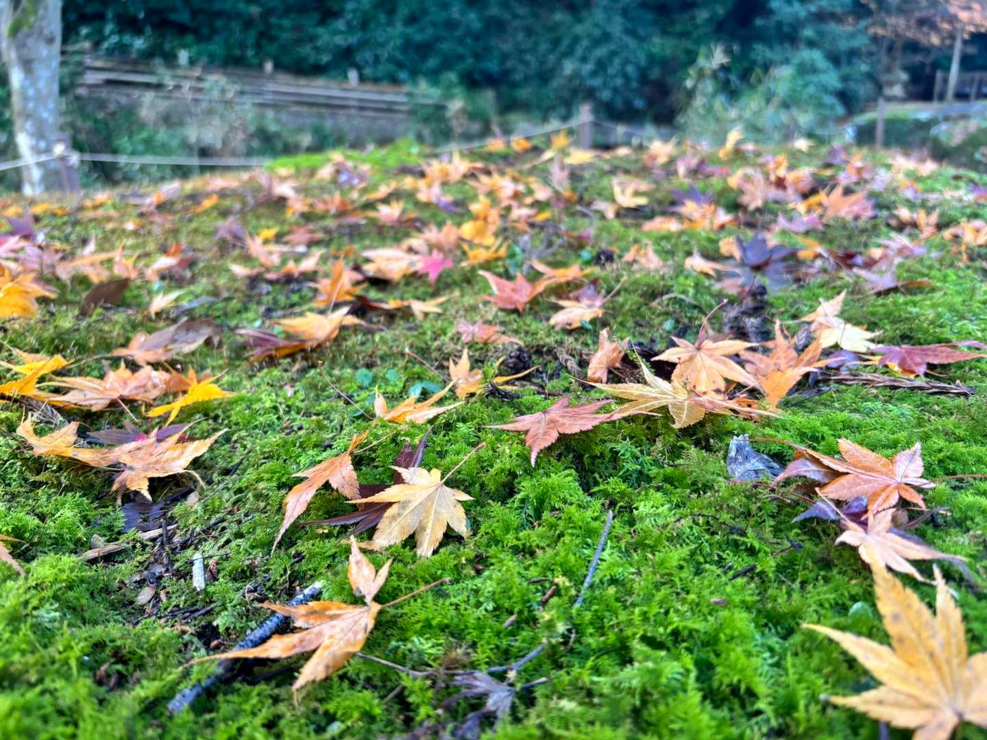 紅葉が綺麗🤩